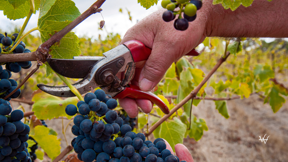 Shiraz Barossa Valley South Australia