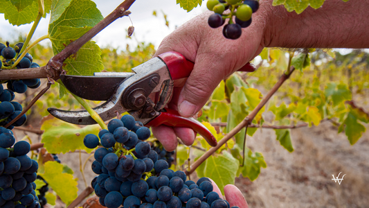 Shiraz Barossa Valley South Australia