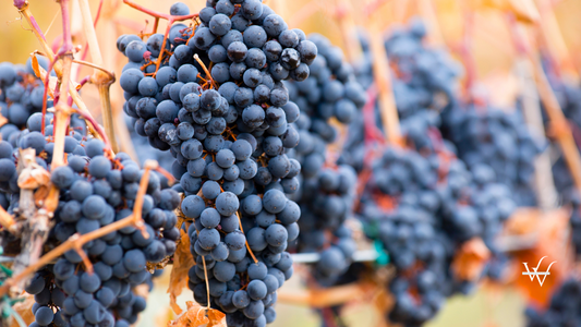 Shiraz Grapes