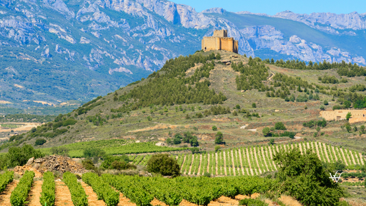 Spain La Rioja Vineyard