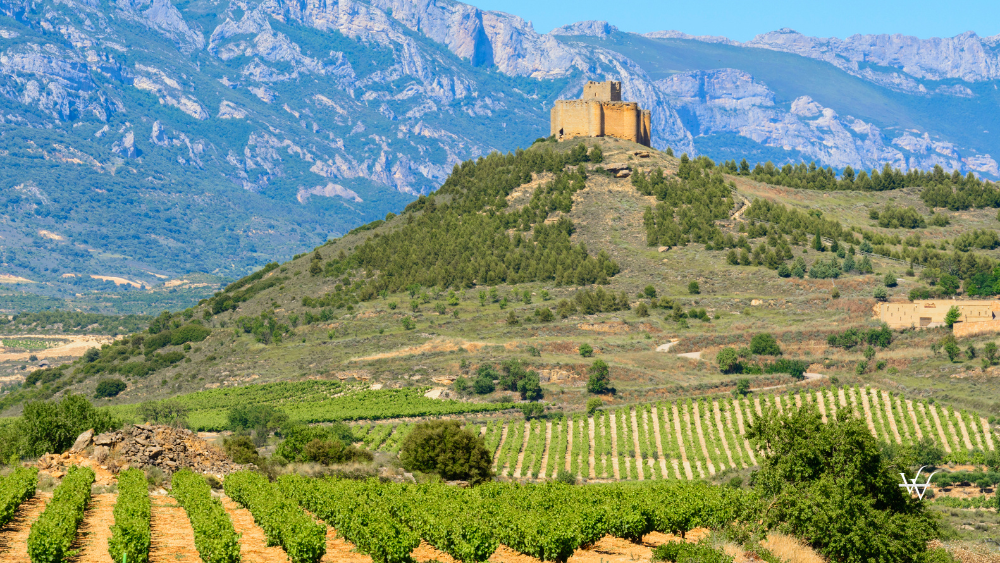 Spain_La_Rioja_Vineyard