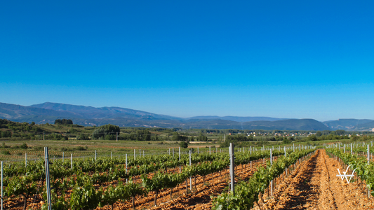 Spanish Vineyards