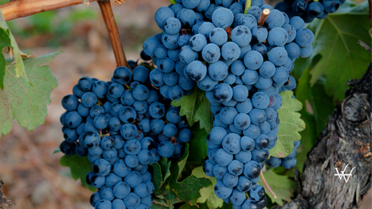 Tempranillo grapes from Ribera del Duero