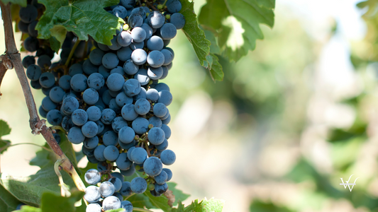 Top 10 Merlot 2025