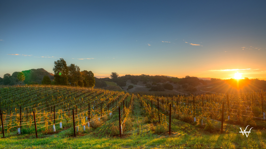 USA Napa Valley Vineyard (1)