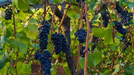 USA Oregon Willamette Valley Pinot Noir Vineyard