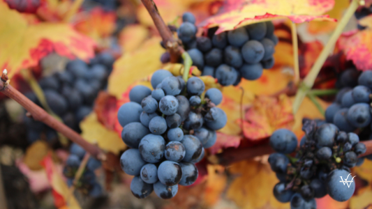 VIGNES DANS LE BEAUJOLAIS - QUINCIE EN BEAUJOLAIS
