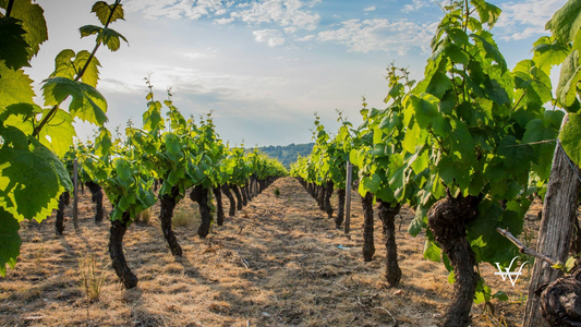 Vineyard