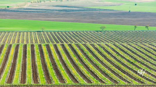 Vineyard Czech Republic