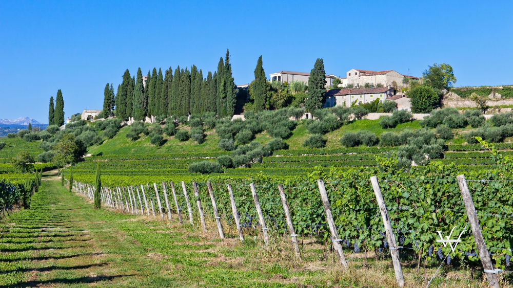 Vineyard In September, Valpolicella