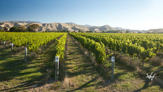 Vineyard, Marlborough, New Zealand
