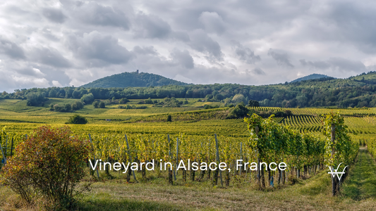 Vineyard in Alsace, France