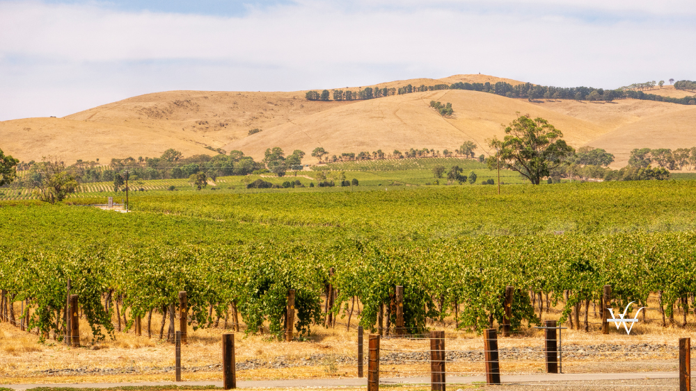 Vineyard in Barossa valley, Australia. Wine plants in rows.