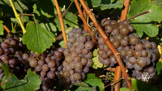 Vineyard in Ciumbrud Romania