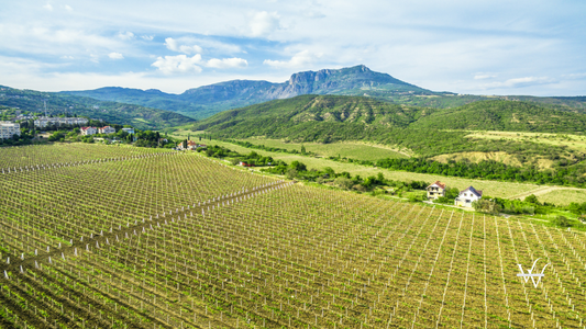 Vineyard in Crimea, Russia