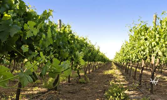 Vineyard in Mendoza