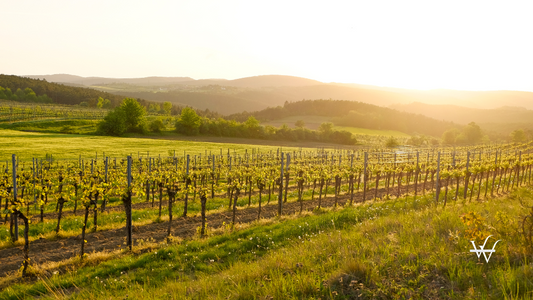 Vineyard in the famous Austrian winegrowing area Kamptal (Langenlois), Lower Austria