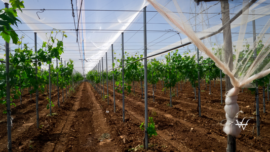Vineyard in the sunny spring of Puglia.
