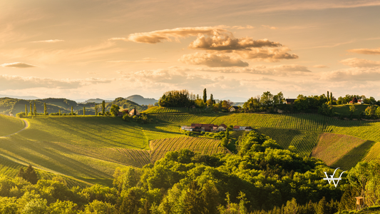 Vineyards Hills in South Styria at Sunset