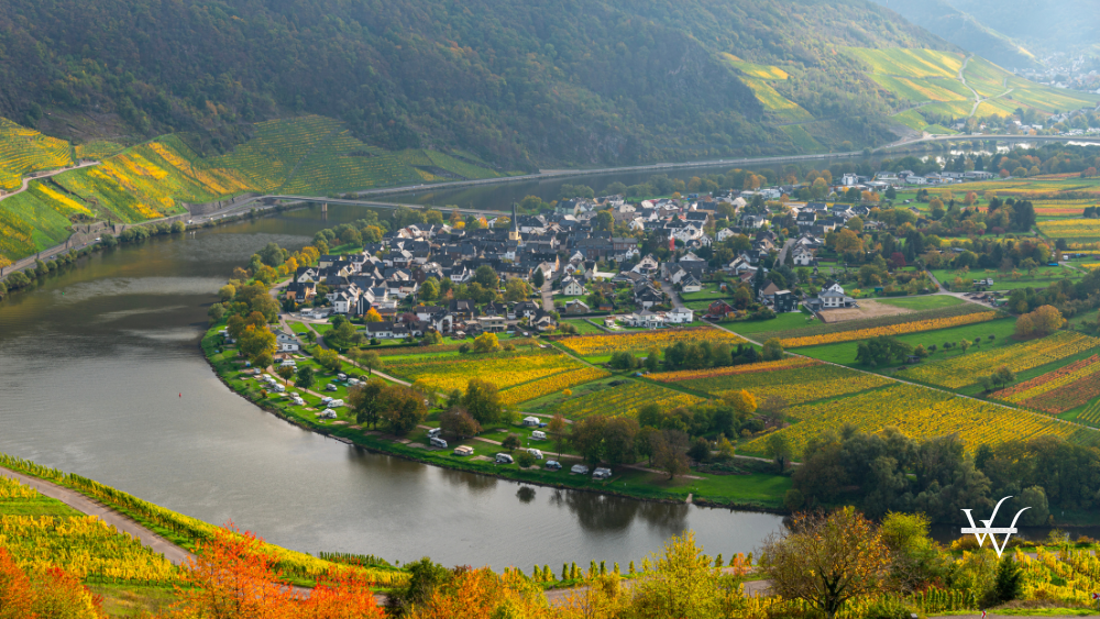 Vineyards in Germany along river Moselle near Punderich