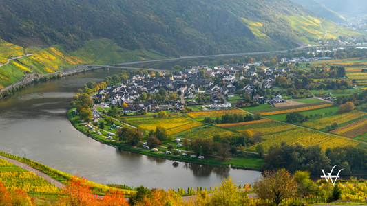 Vineyards in Germany along river Moselle near Punderich