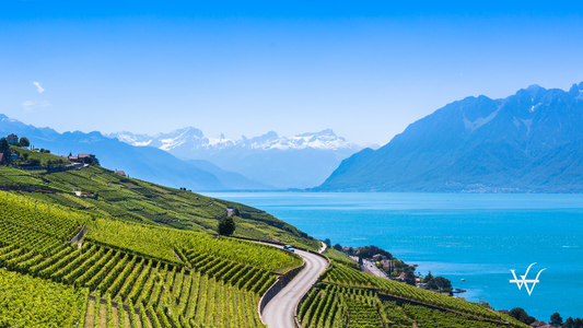 Vineyards in Lavaux Region - Terrasses De Lavaux Terraces, Switzerland