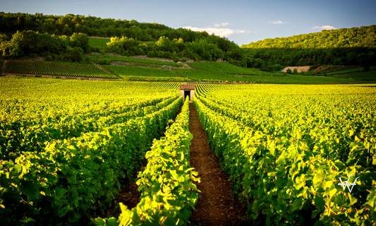 Vineyards in Savigny les Beaune, near Beaune, Burgundy, France