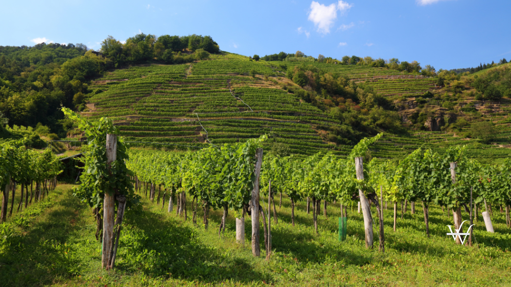 Wachau vineyards in Austria