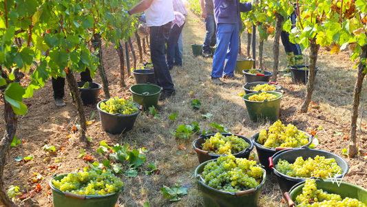 White Grape Harvesting