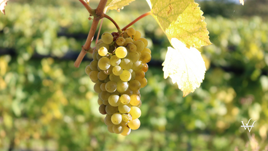 White_grapes_from_Wagram_Lower_Austria