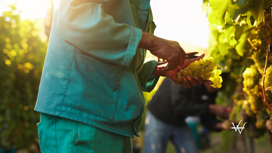 Wine Harvest in Vineyard