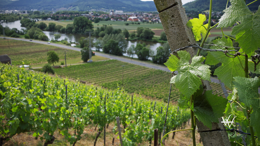 Wine yard in Franken, Germany