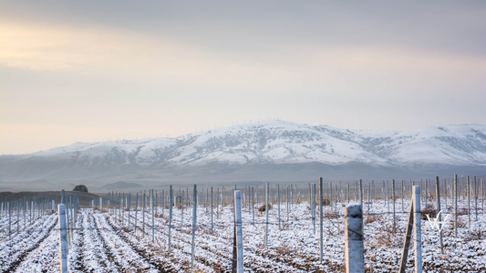 Winter vineyard