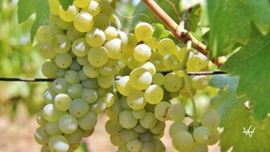 Zghihara White Grape