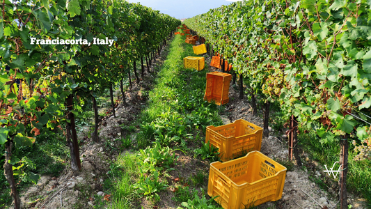 harvest in a vineyard, Franciacorta Italy