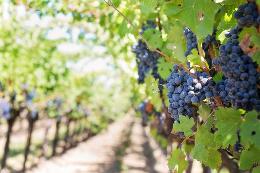 italian wine fraud eu funds