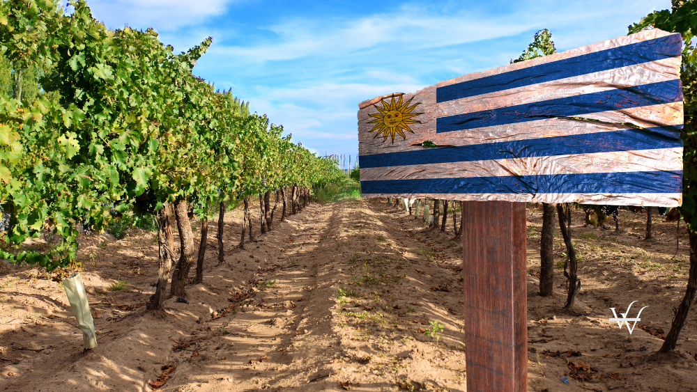 vineyard cabernet sauvignon from Uruguay