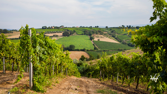 vino montepulciano d'Abruzzo