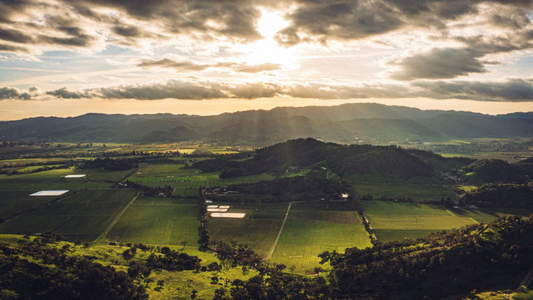 Antinori Stag’s Leap Wine Cellars Vineyards Napa USA