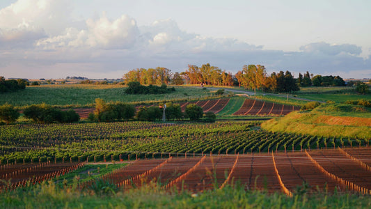 Argentina Malbec Vineyards