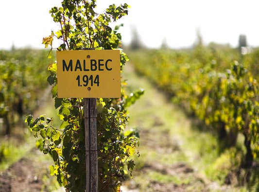 Argentina Mendoza Malbec Vineyards