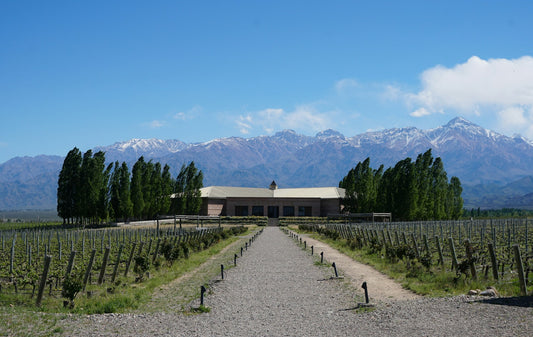 Argentina Vineyard