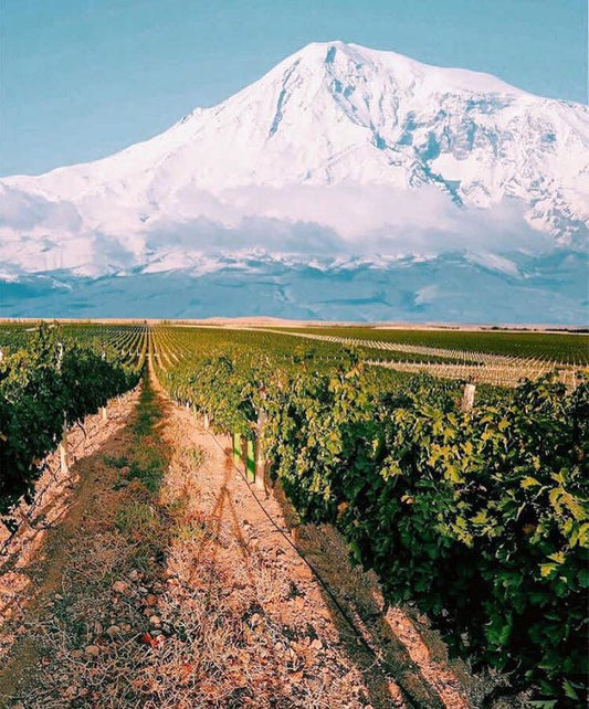 ArmeniaKarasWinesCaucasusVineyard