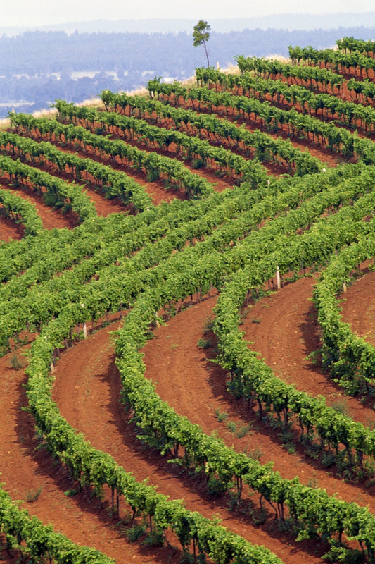 Australia vineyards