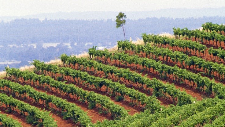 Australia Vineyards 2