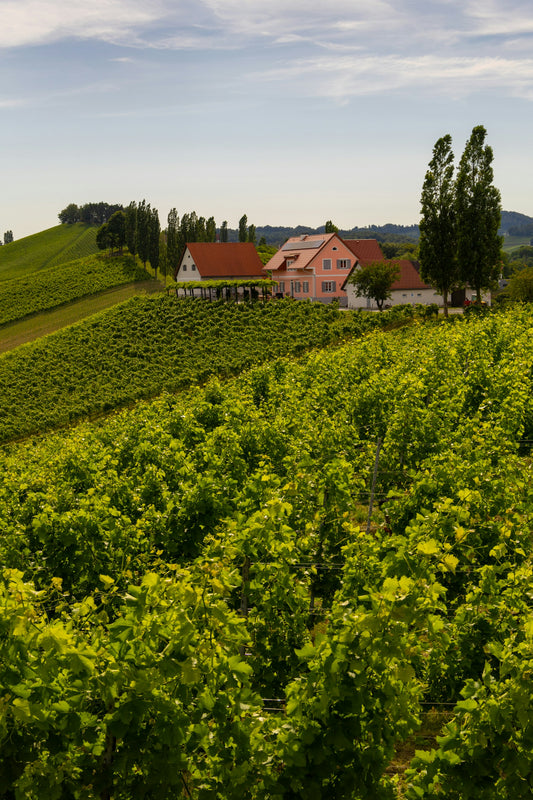 AustriaStyriaGamlitzVineyard