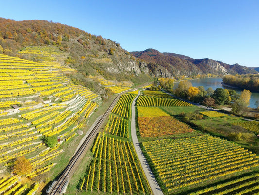 AustriaWachauDürnsteinVineyards