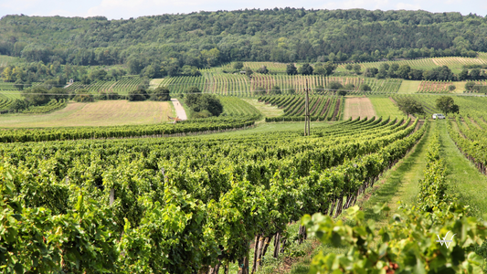 Austria Burgenland Vineyard