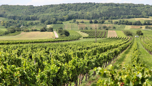 Austria_Burgenland_Vineyard