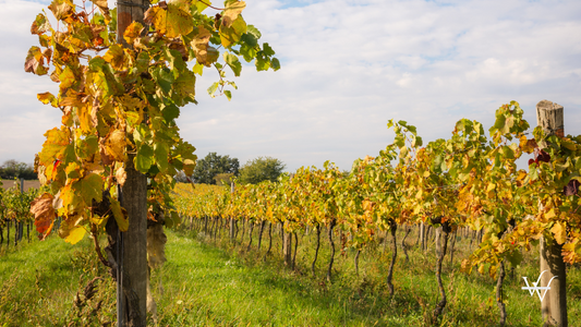 Austria Burgenland Vineyard Autumn